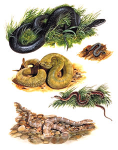 Serpents du Canada Serpents du Canada