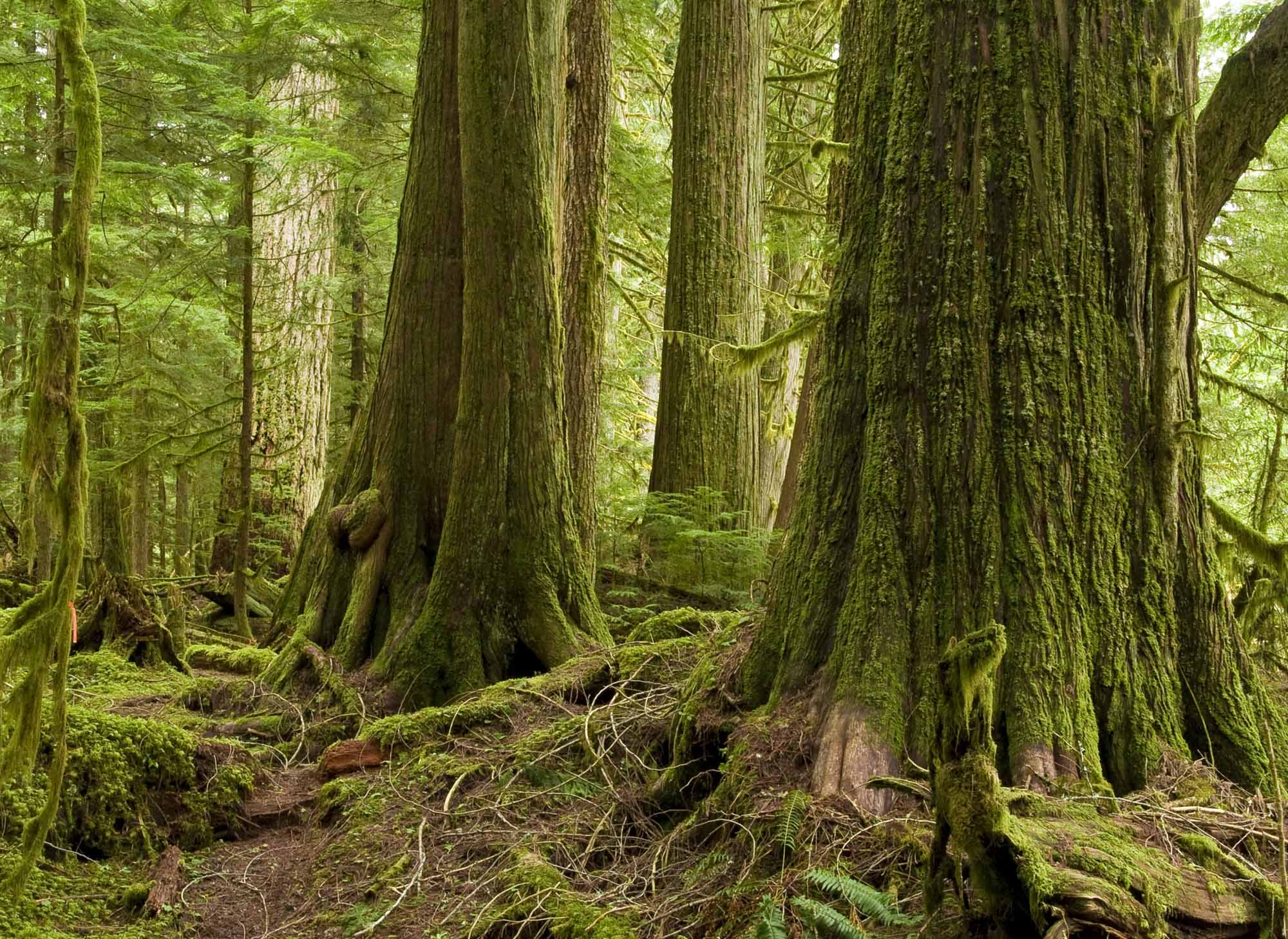 Forêt pluviale de cèdre rouge de l’Ouest