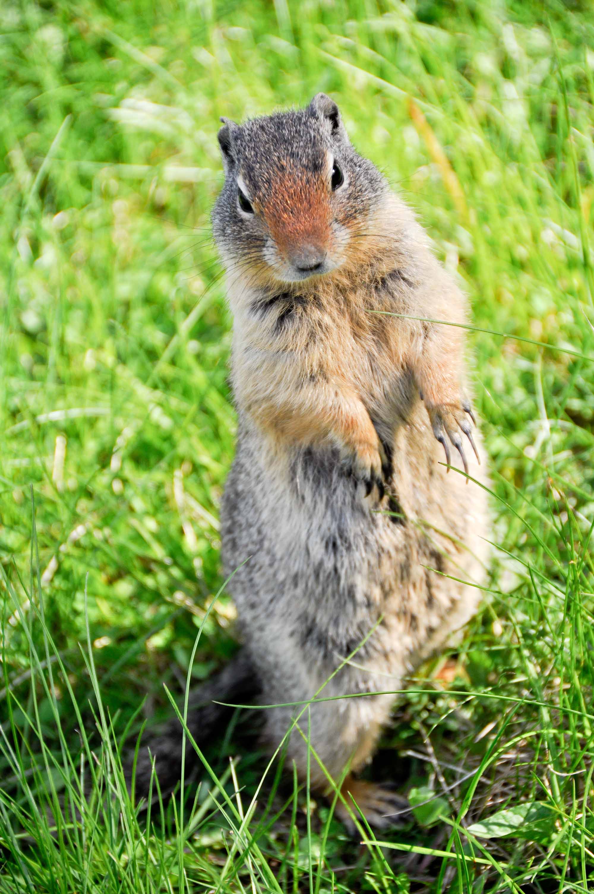 Un chien de prairie curieux, parc national Banff, Canada