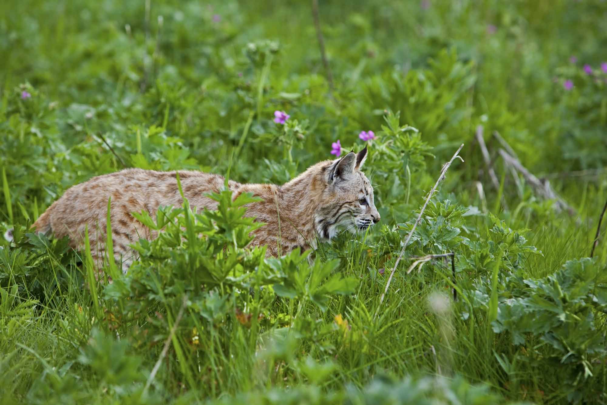 Bobcat