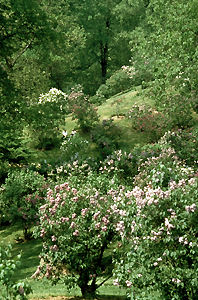 Vallon des lilas