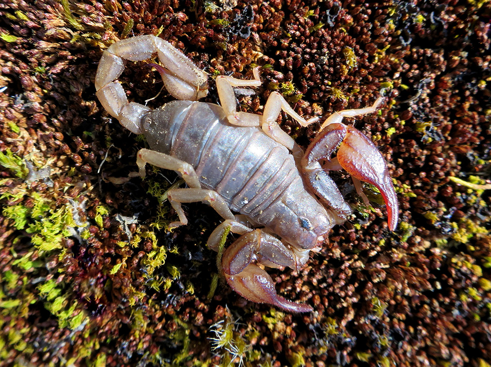 Scorpion Scorpion