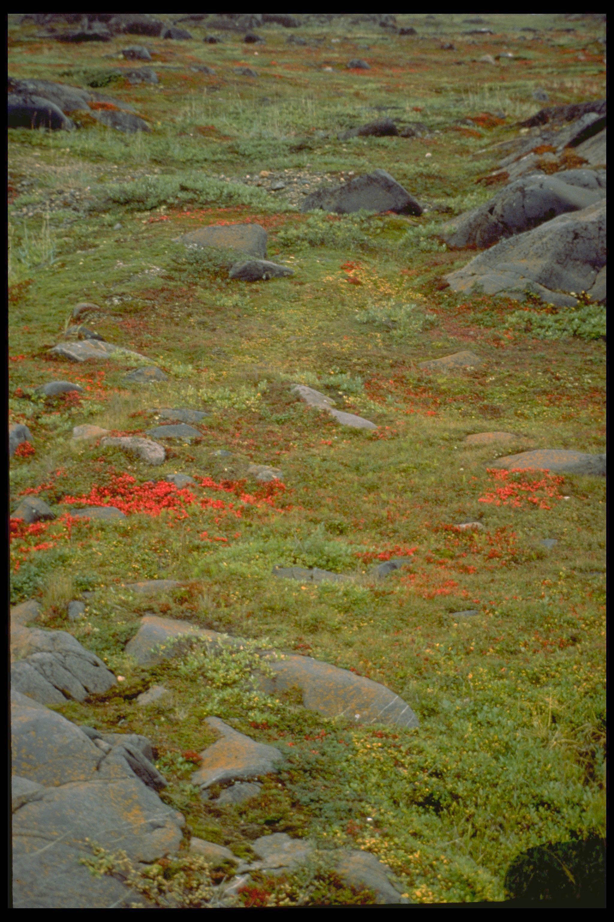 Tundra vegetation