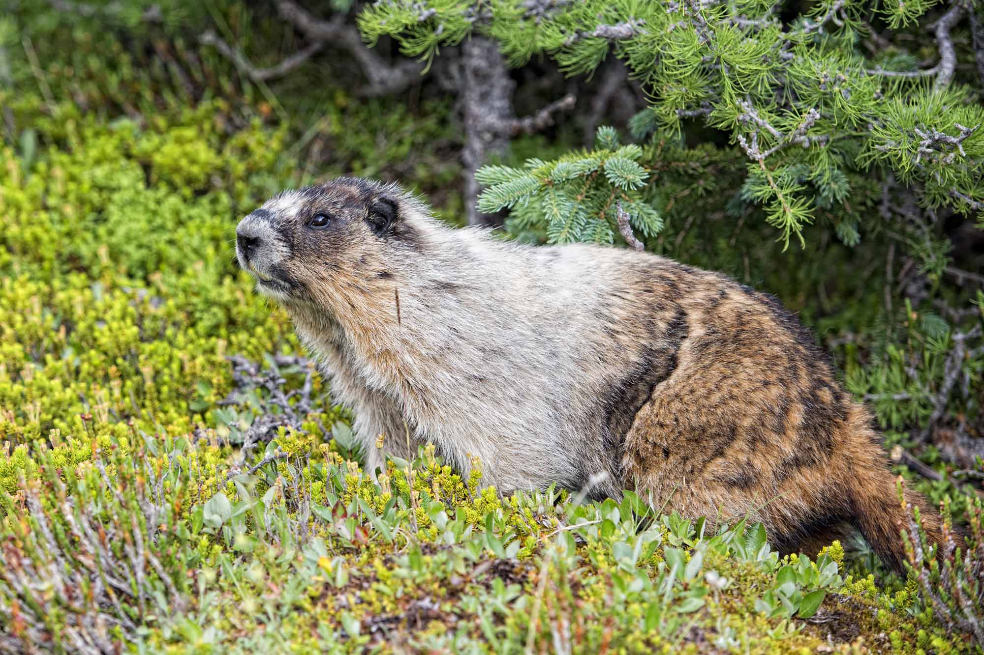 Marmot Animal Canada Marmot Canadian Rocky Mountains Brown Portrait Marmot Animal Canada Marmot Canadian Rocky Mountains Brown Portrait