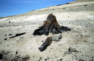 Forêt fossile