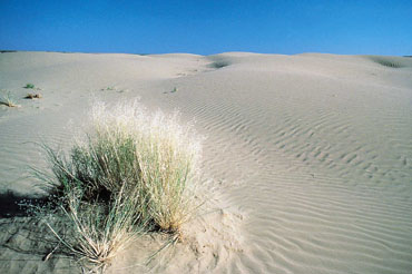 Sand Dunes Sand Dunes