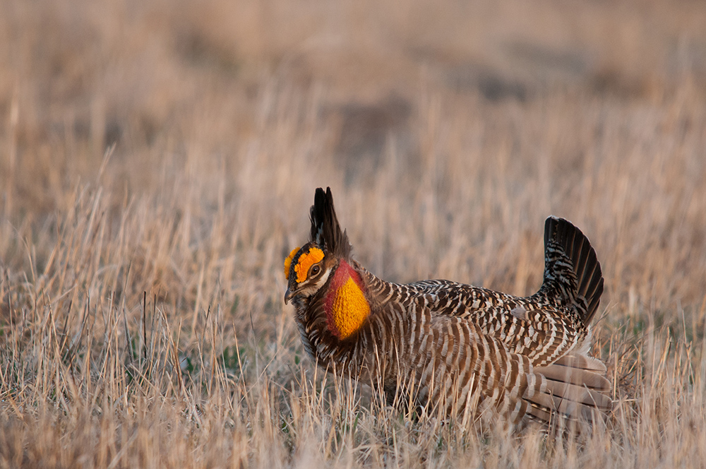 Greater prairie-chicken, 18 April 2009.