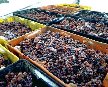 Icewine Grapes