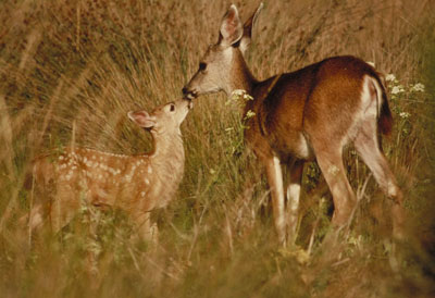 Mule Deer and Fawn