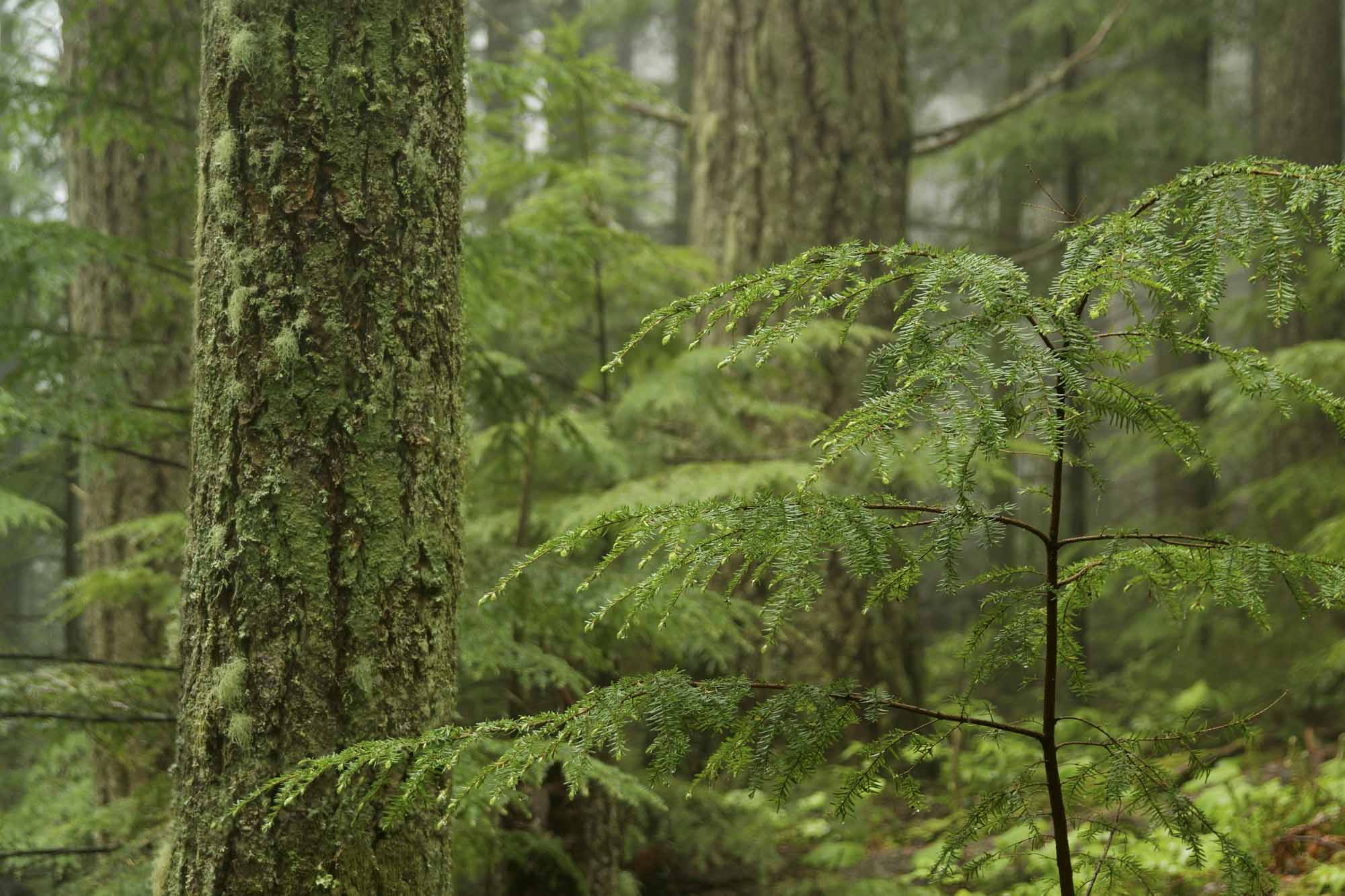 Western Hemlock