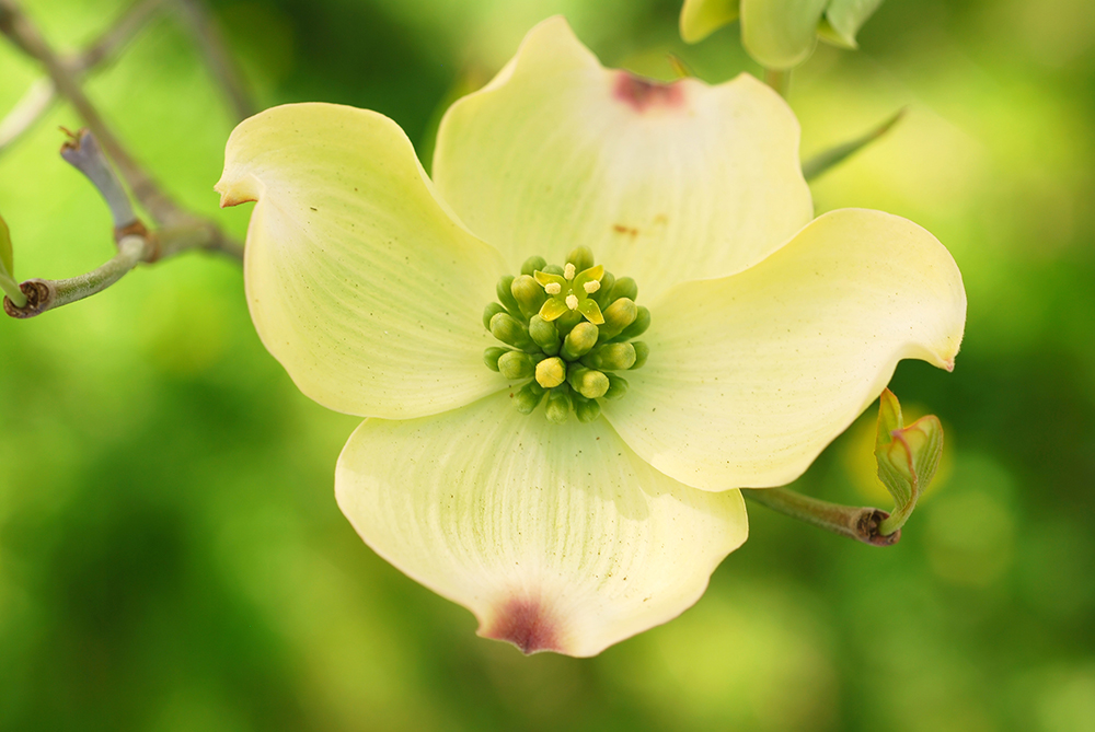 Eastern Flowering Dogwood