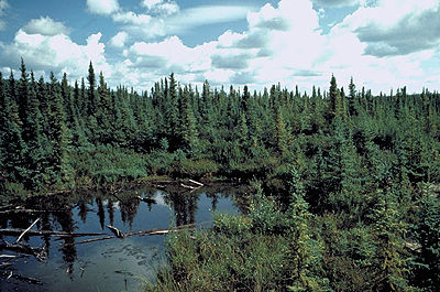Boreal Zone The Canadian Encyclopedia Boreal Zone The Canadian Encyclopedia