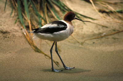 Avocette d