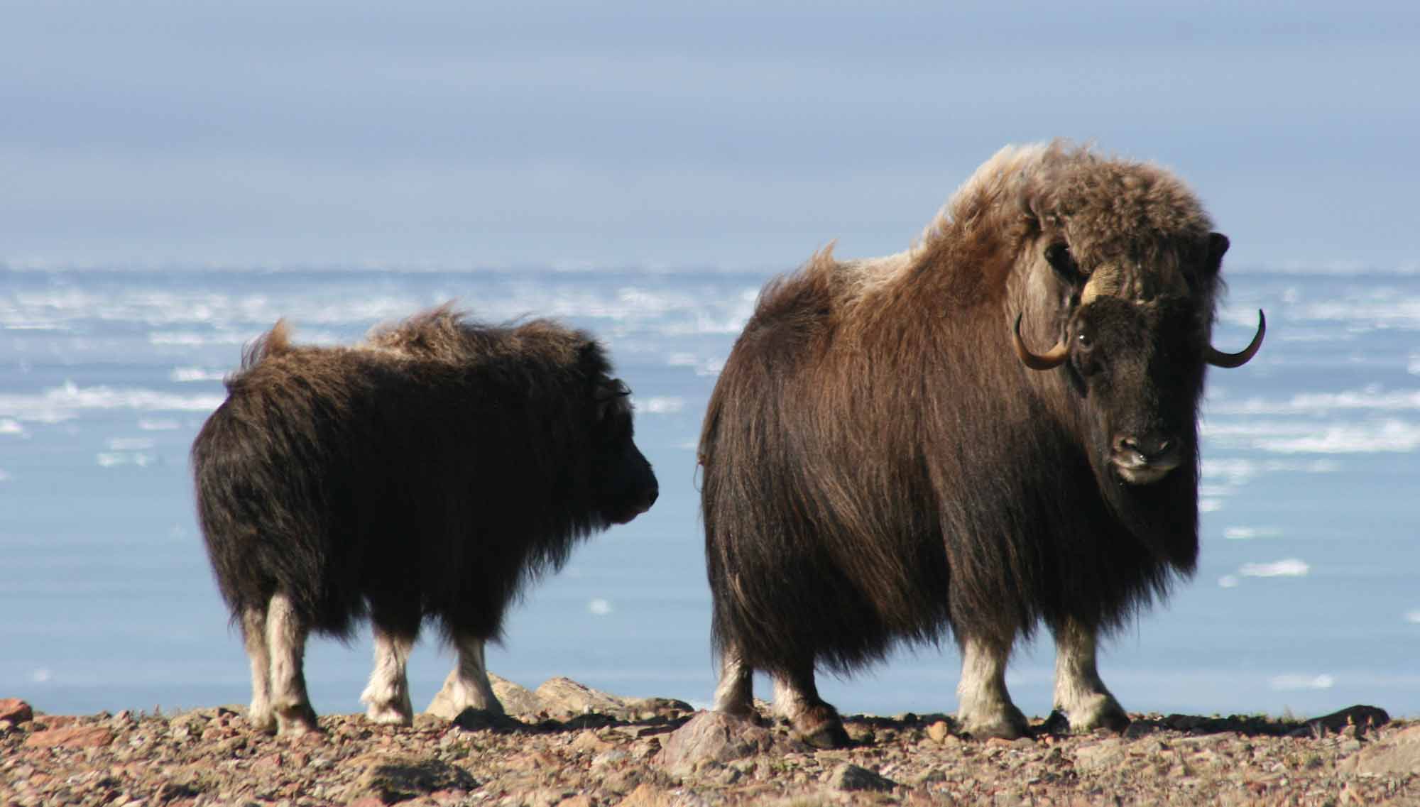 Muskoxen