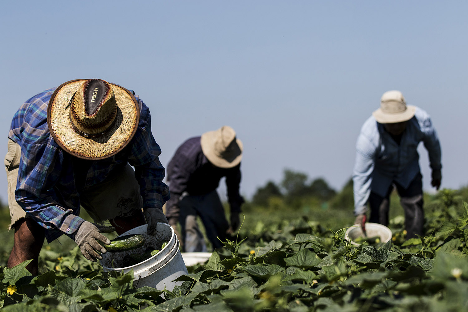 Le travailleur agricole sur les fermes Sunshines, Aristeo Perez Garcia