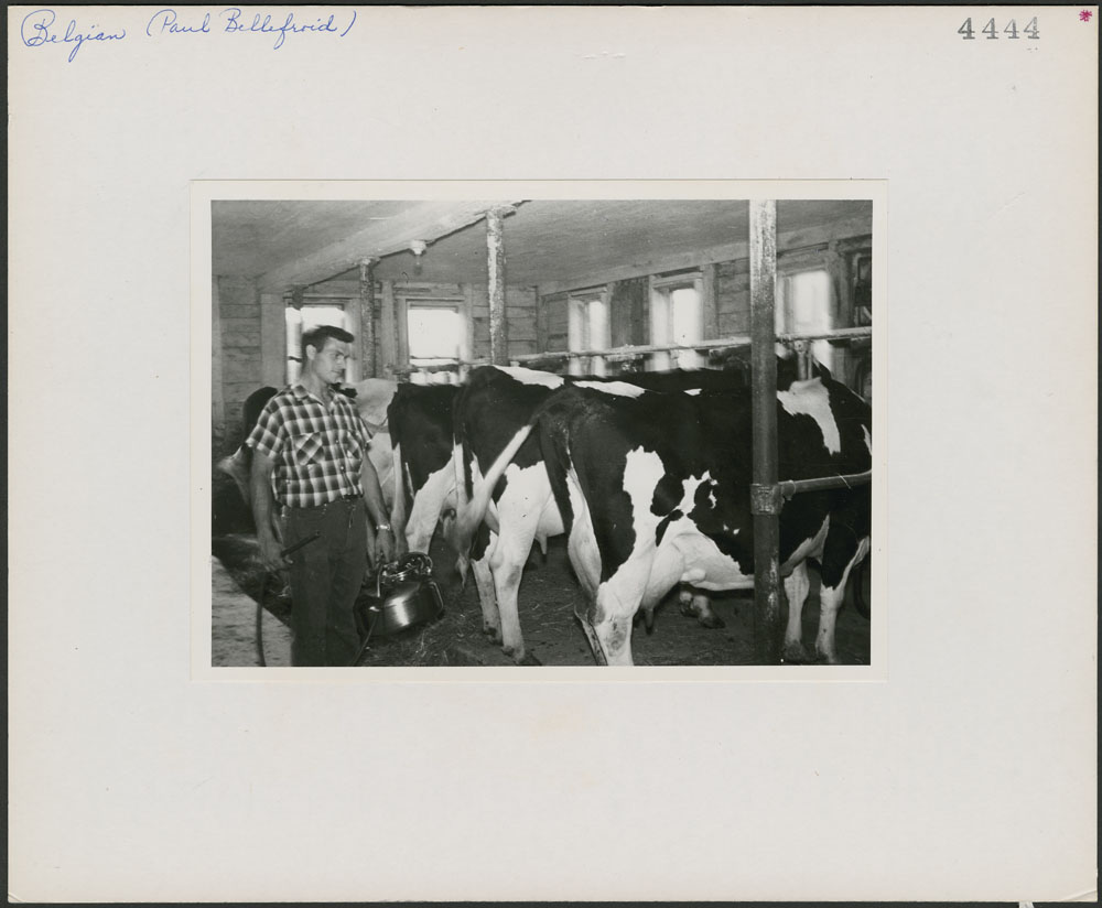  Paul Bellefroid milking cows on his farm in Pike River, Missiquoi County, Quebec