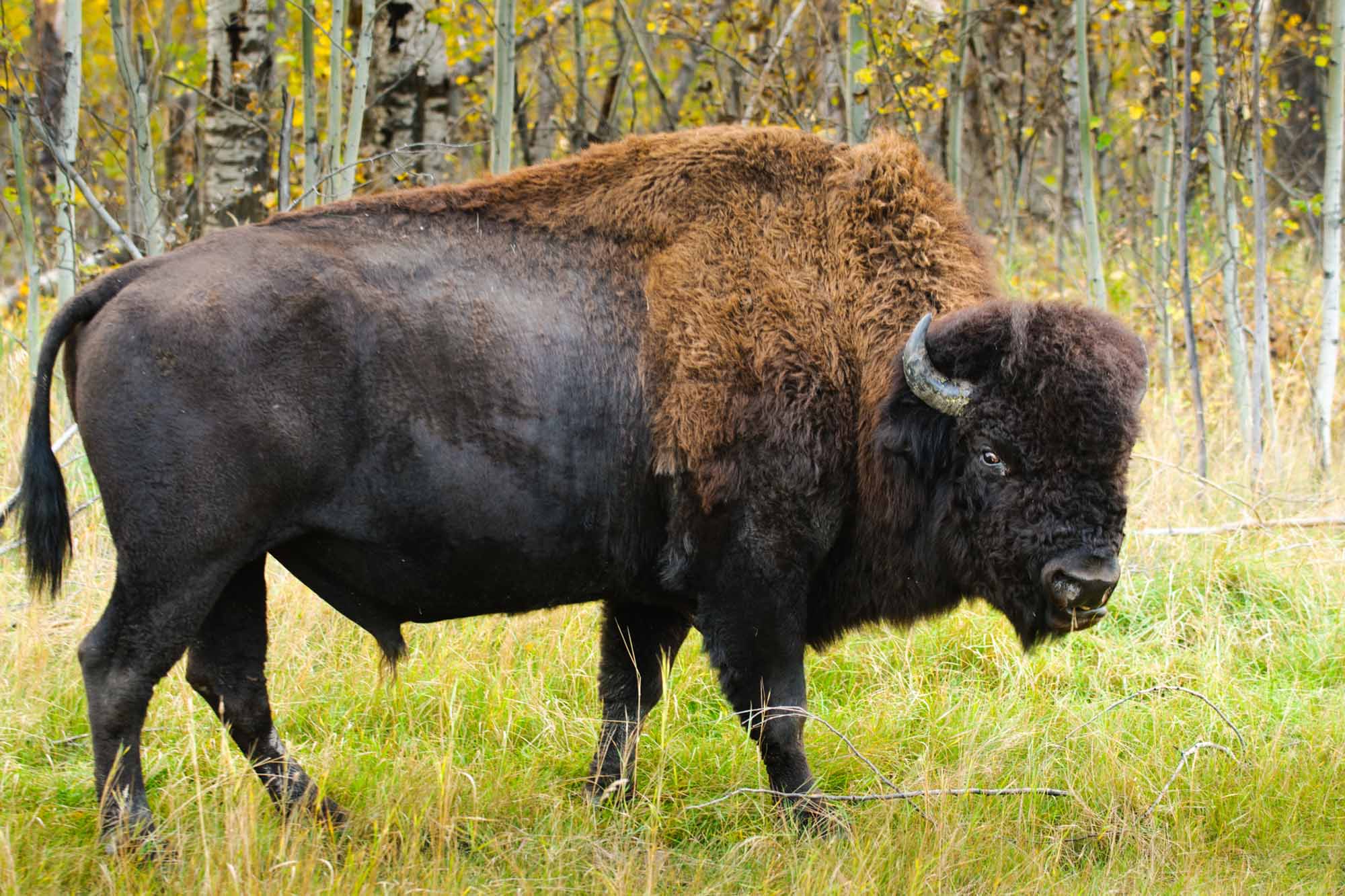 Bison des bois