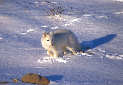 Animals in Winter