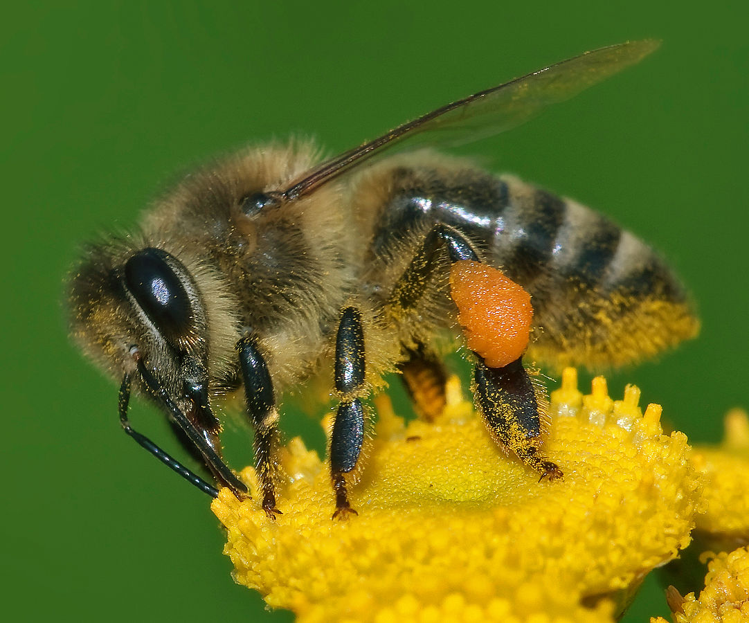 Abeille L Encyclop die Canadienne