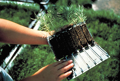 Seedling Containers Seedling Containers