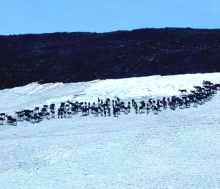 Caribou