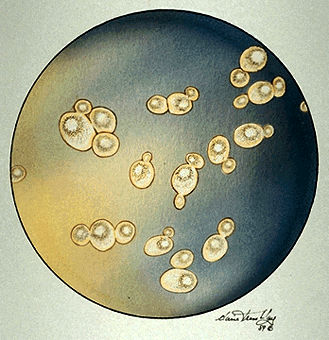 Yeast