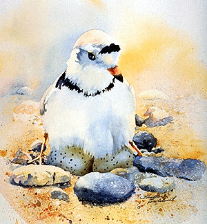 Piping Plover