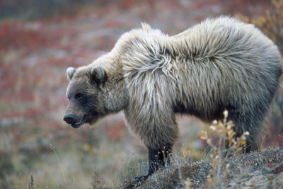 Bear (Animal)  The Canadian Encyclopedia