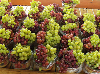 Grapes