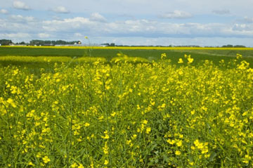 Le canola génétiquement modifié