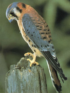 American Kestrel