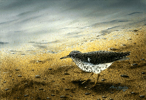 Sandpiper, Spotted