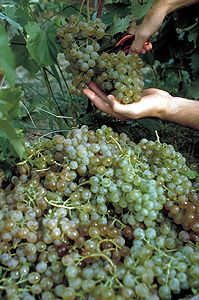 Grapes (V. vinifera)