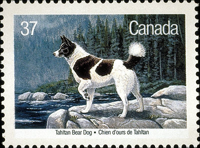 Chien d’ours de Tahltan