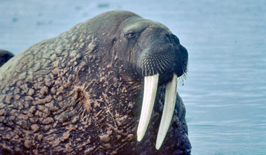 Walrus
