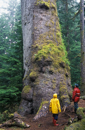 Lyell Island