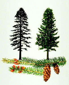 Spruce