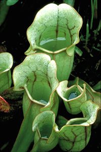 Pitcher Plant Pitcher Plant