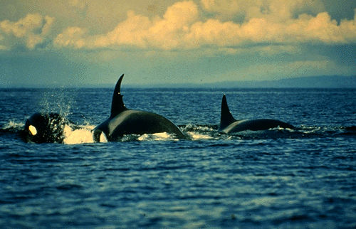 Orca Whales