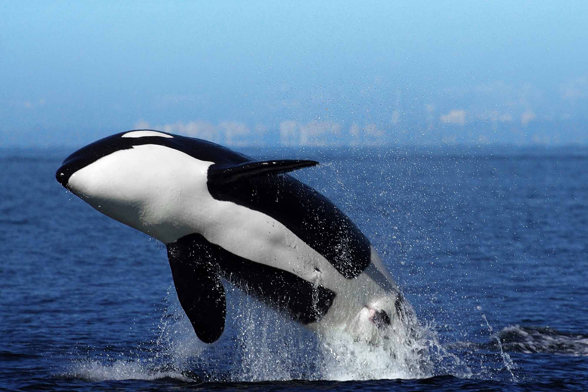 Orca (Killer Whale) Breaching