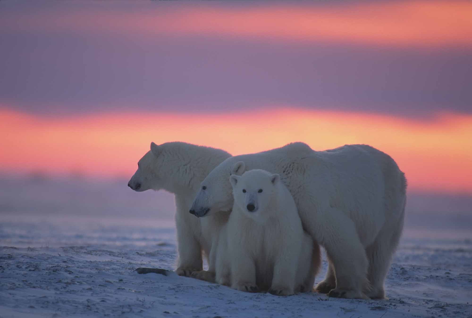 Polar Bears