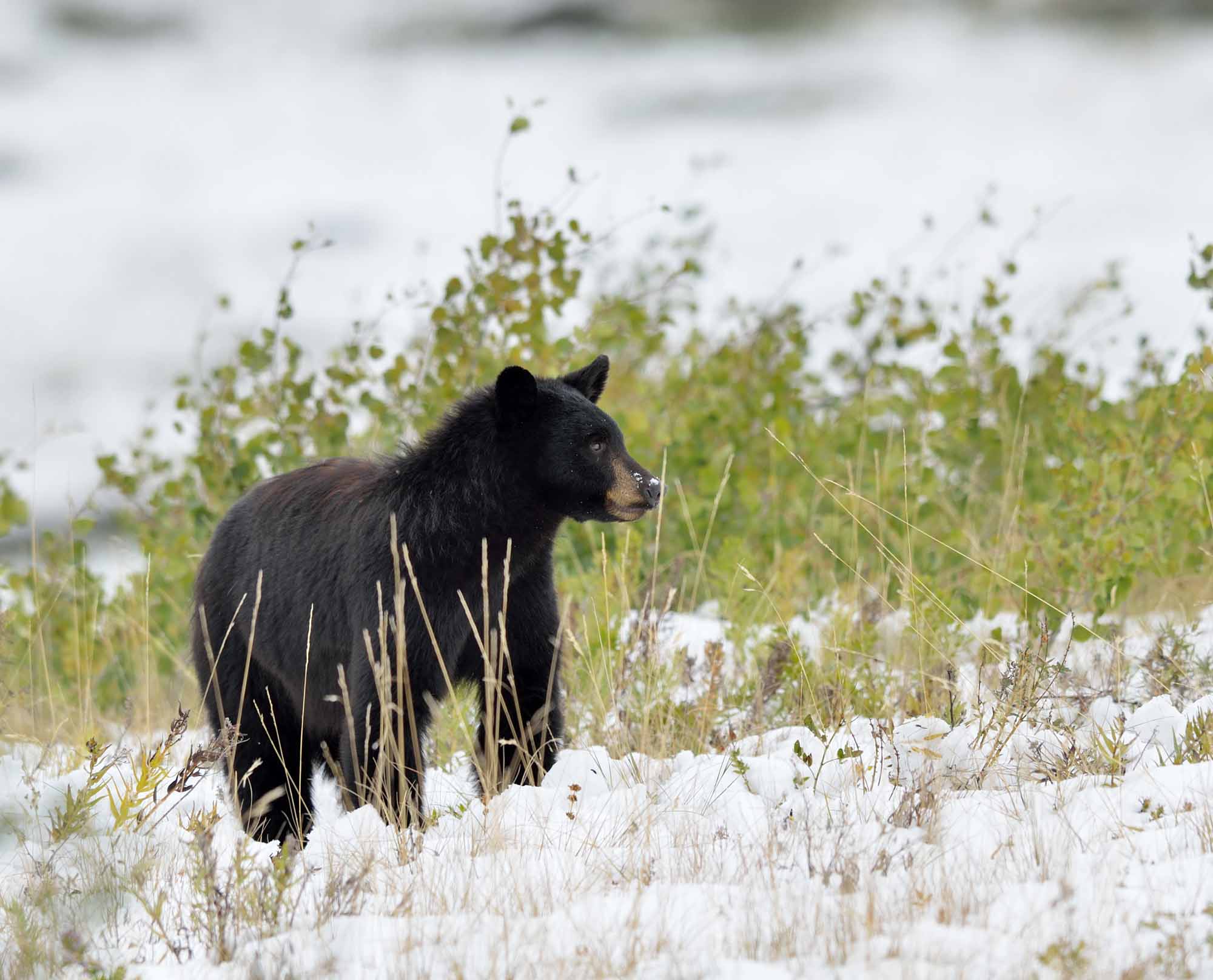 Black Bear in Snow