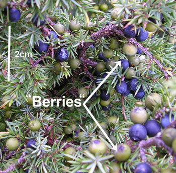 Juniper Cones