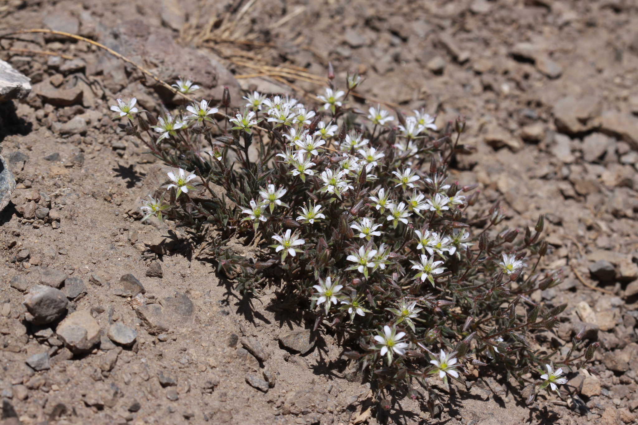 Sandwort