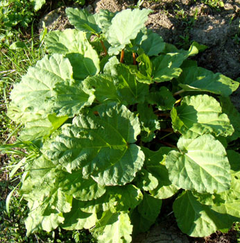 Rhubarbe