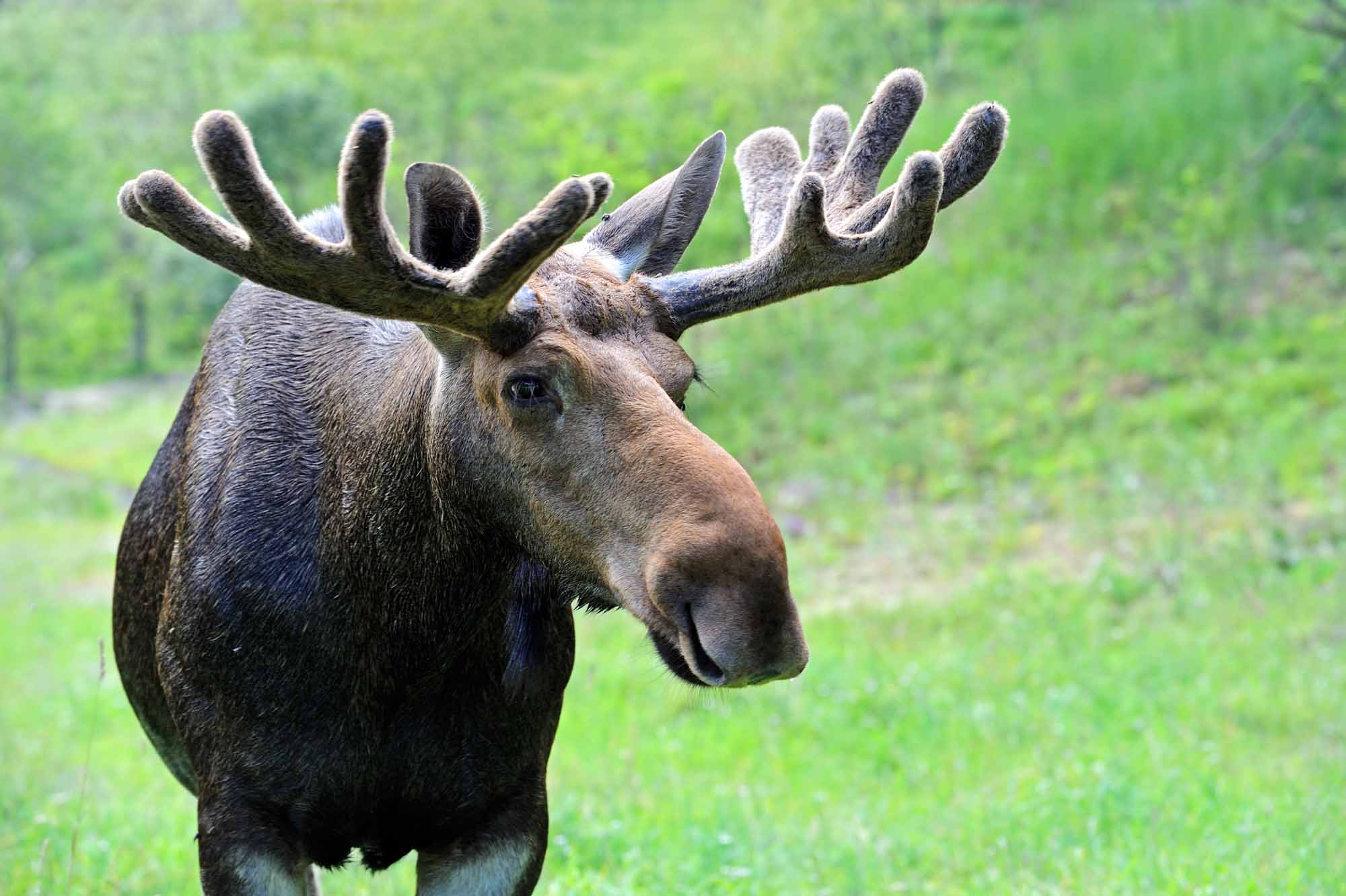 Quelles différences entre un renne, un caribou, un élan et un orignal ?