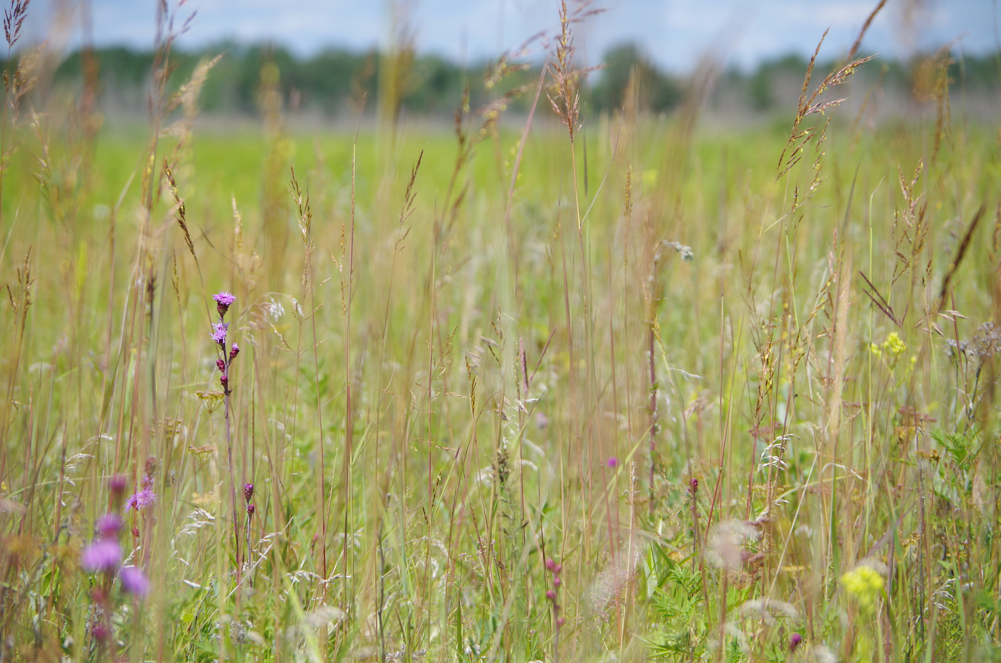 Tall-Grass Prairie Preserve