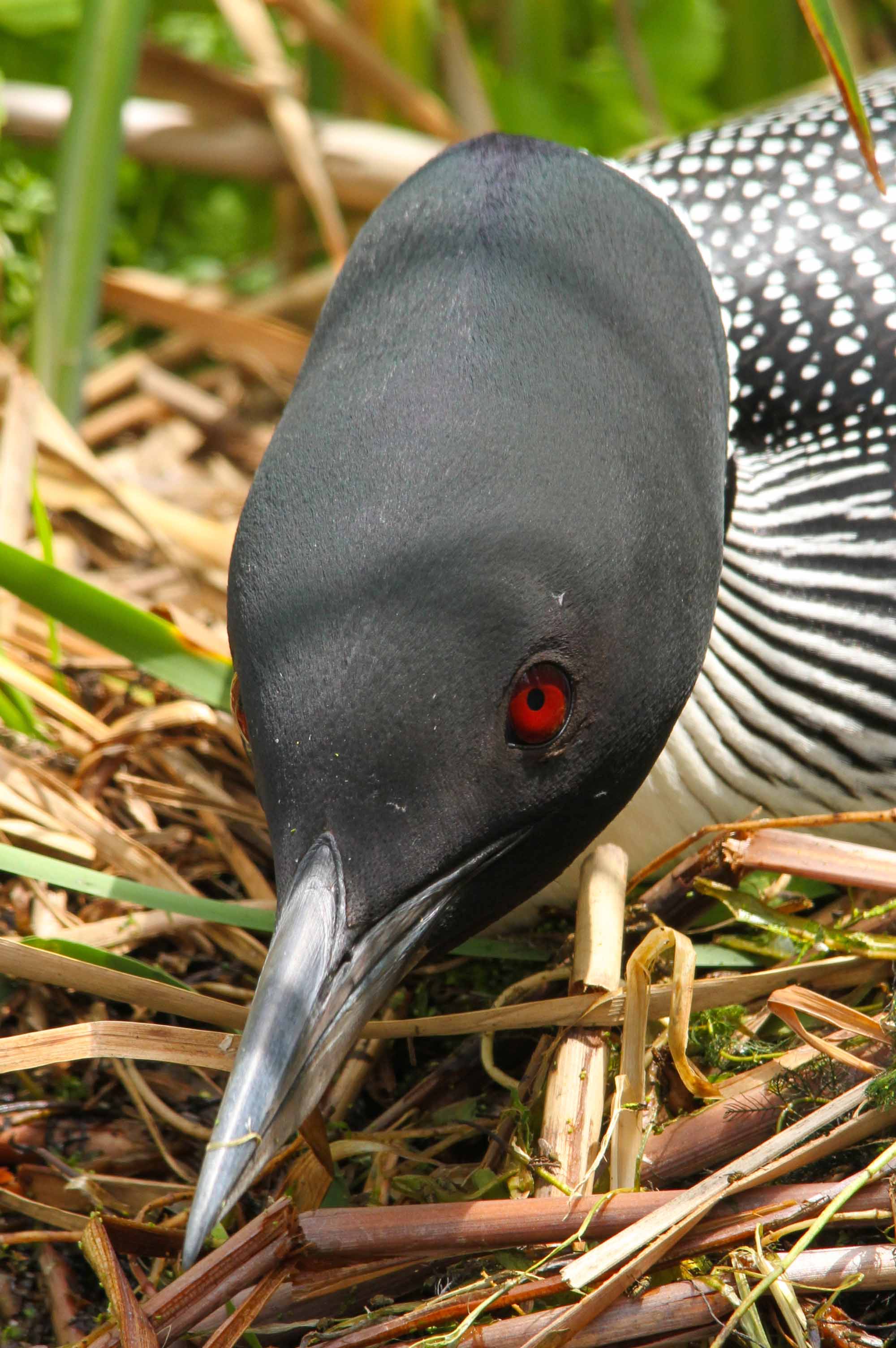 Common Loon