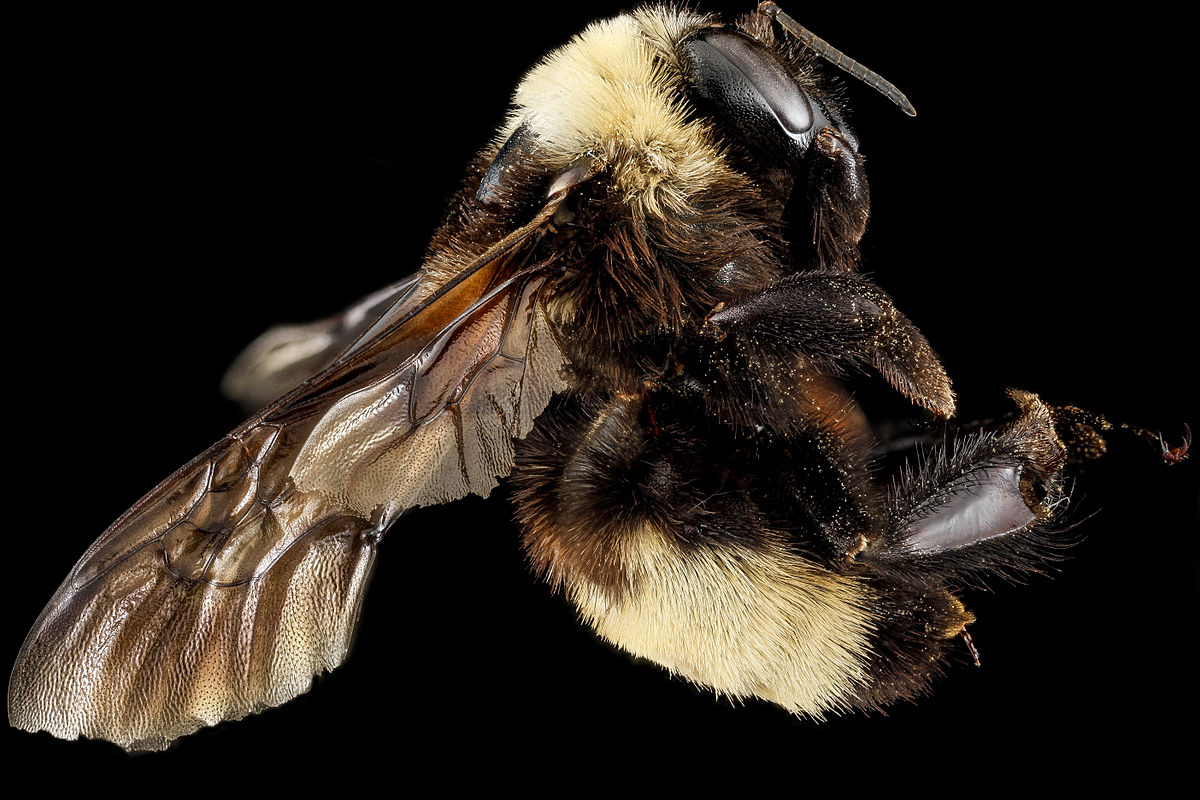 La reine des abeilles : un insecte fascinant!