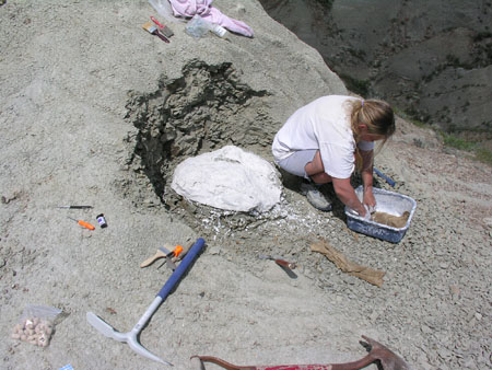 Excavation d'un nid de dinosaure fossilisé